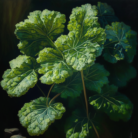 Lady's Mantle Tincture - Menstrual Regulation & Cramp Relief by Sacral Healing Garden
